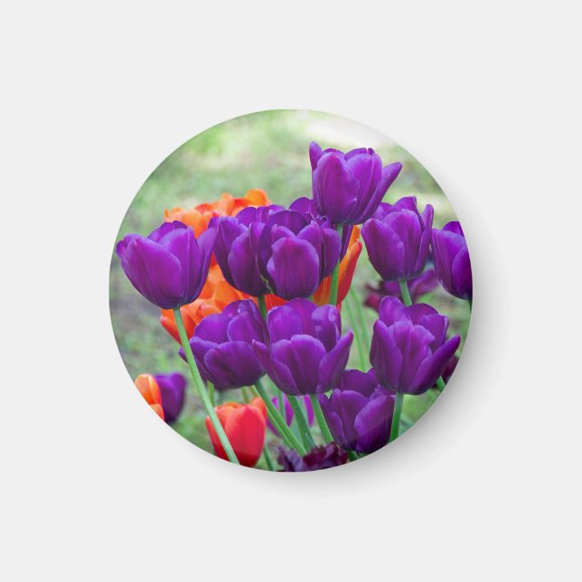 Mörklila tulpaner magnet (Framsidan)