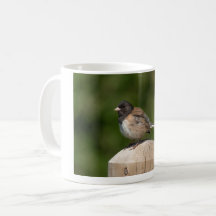 Mörkögd junco – Fågelkonstfotografi