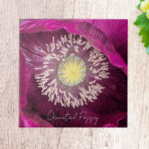 Mörkt rosa orientpoppyblomma