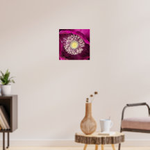 Mörkt rosa orientpoppyblomma