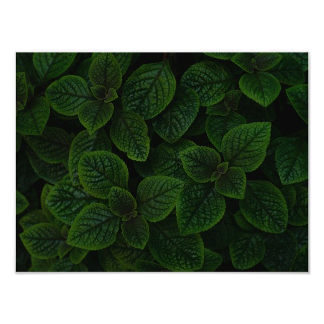 Mörkt smaragdgrönt texturerat bladsmönster fototryck (Framsidan)