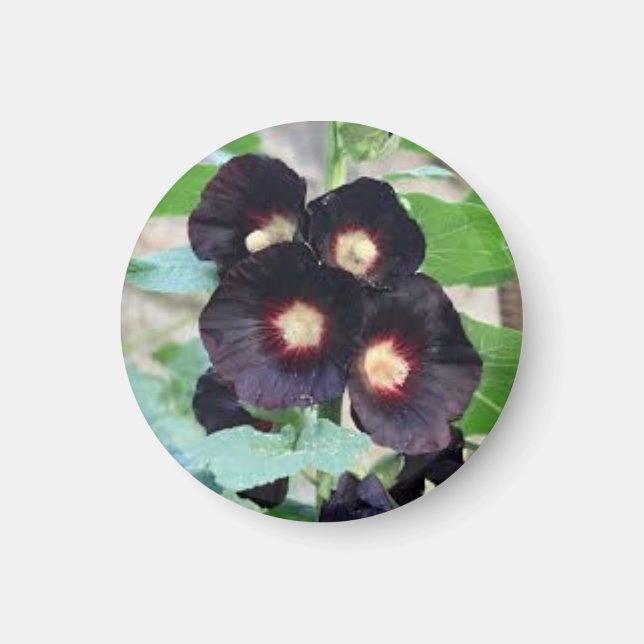 Mörkt Svart Pansy Viola Blommig Foto Design Magnet (Framsidan)