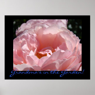 Mormors i trädgården! konsttryck Rosa ros konst Poster