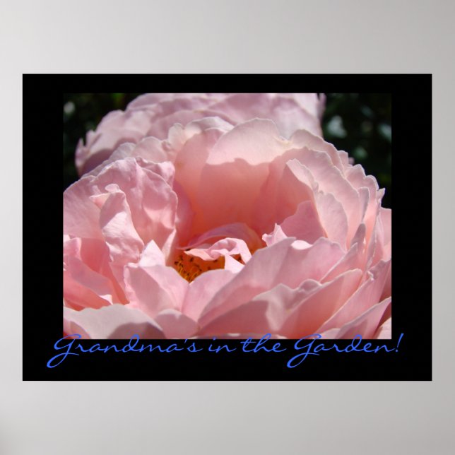 Mormors i trädgården! konsttryck Rosa ros konst Poster (Framsidan)