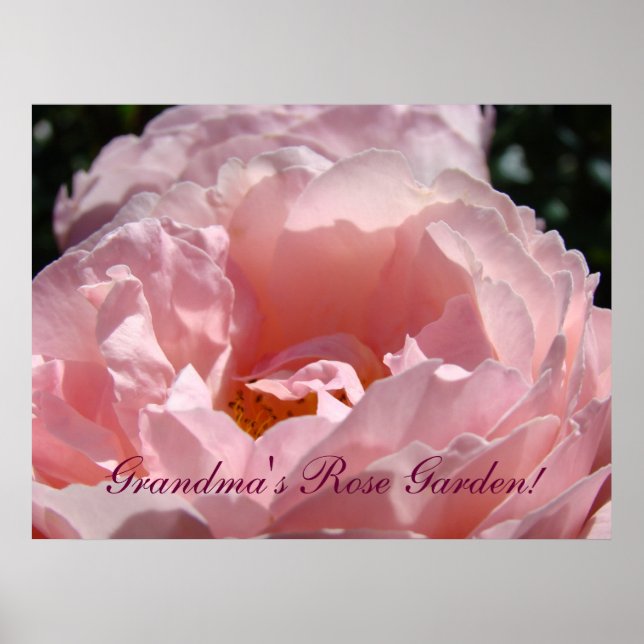 Mormors Rosenträdgård konsttryck Rosa Rosblommor Poster (Framsidan)