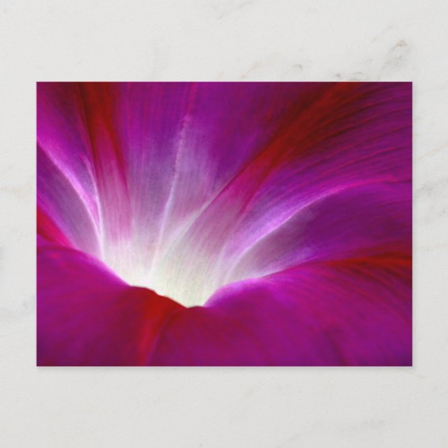 Morning Glory (2) Vykort (Framsida)