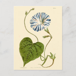 Morning Glory Blå Illustration Vykort