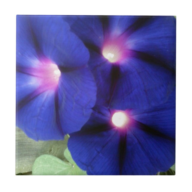 Morning Glory Blomplattor Kakelplatta (Framsidan)