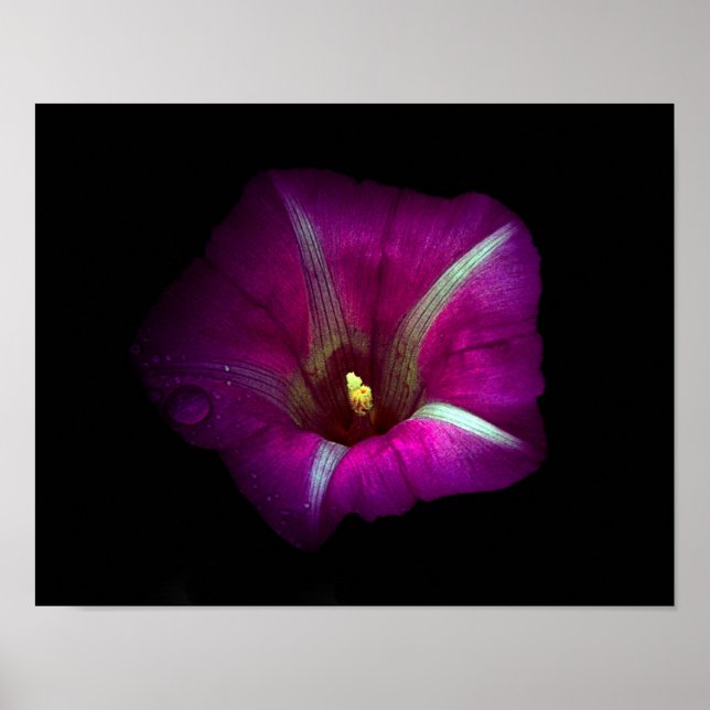 Morning Glory Flower Poster (Framsidan)