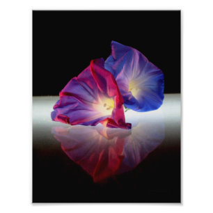 MORNING GLORY FLOWERS FOTOTRYCK