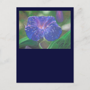 Morning Glory (Ipomoea Purpurea) Kronblad och dagg Vykort