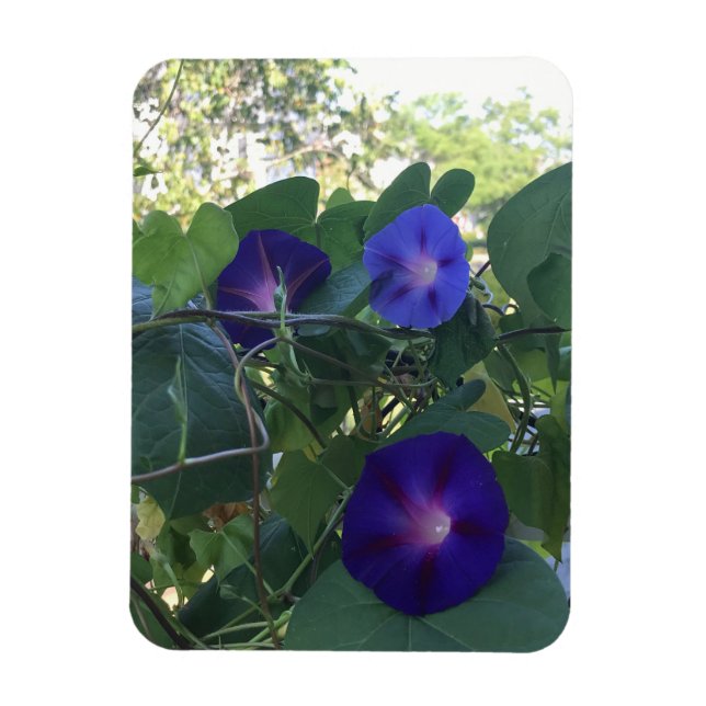 Morning Glory Kaleidoscope Magnet (Vertikal)
