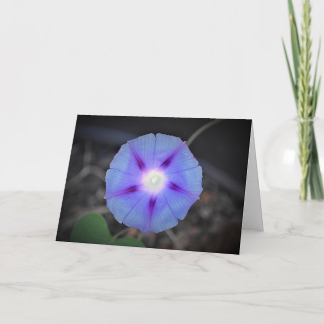 Morning Glory, kort (Framsida)
