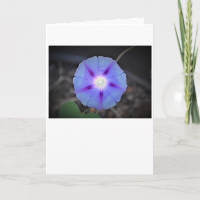 Morning Glory, kort (Framsida)
