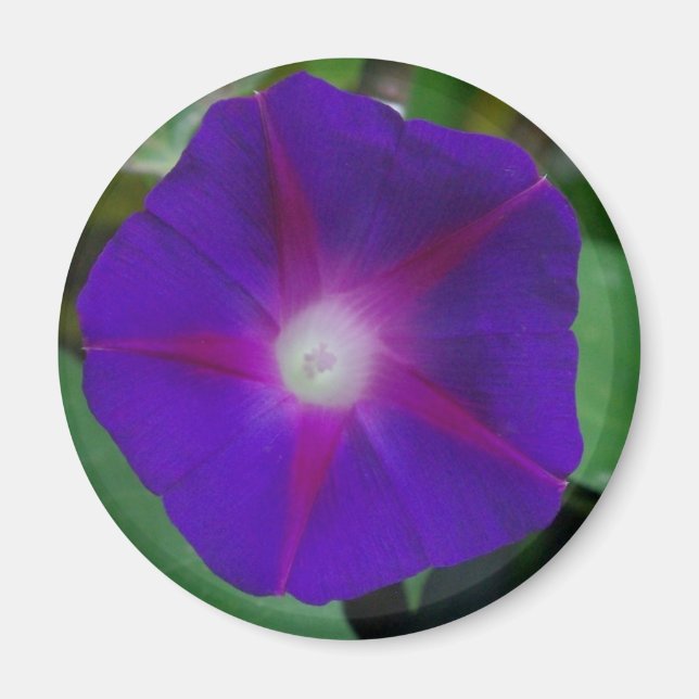 MORNING GLORY MAGNET (Framsidan)