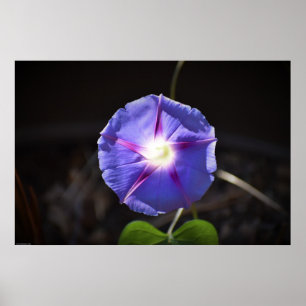 morning glory, poster
