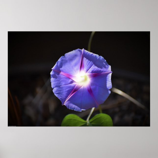 morning glory, poster (Framsidan)