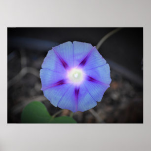 morning glory, poster