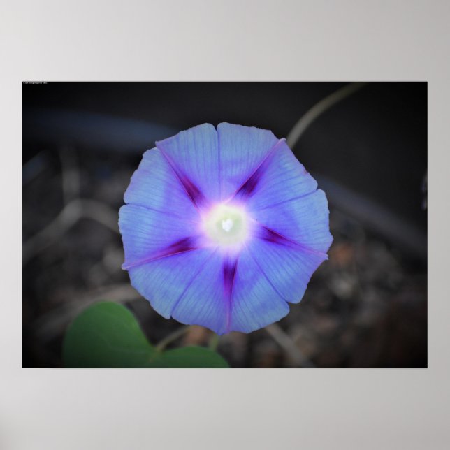 morning glory, poster (Framsidan)