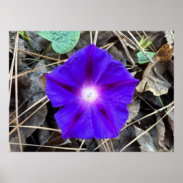 morning glory, poster (Framsidan)