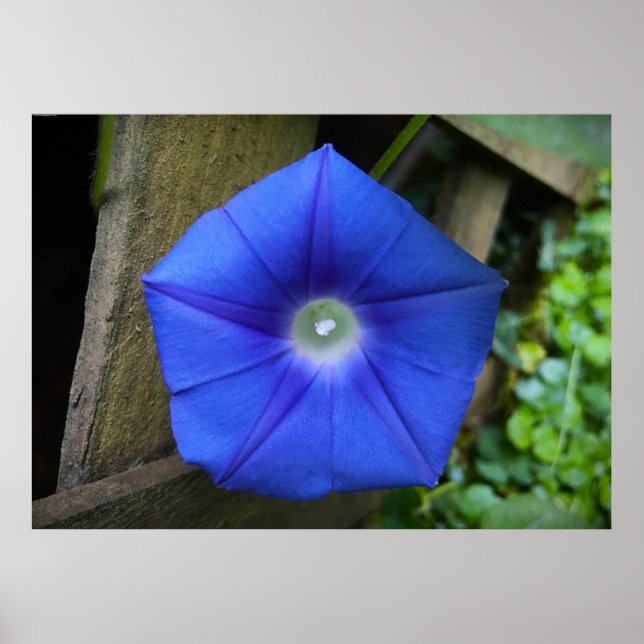 morning glory, poster (Framsidan)