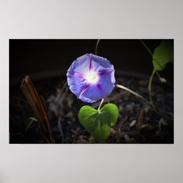 morning glory, poster (Framsidan)