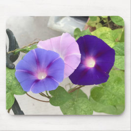 Morning Glory Trio närbild Musmatta