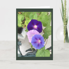 Morning Glory Trio tom kort 