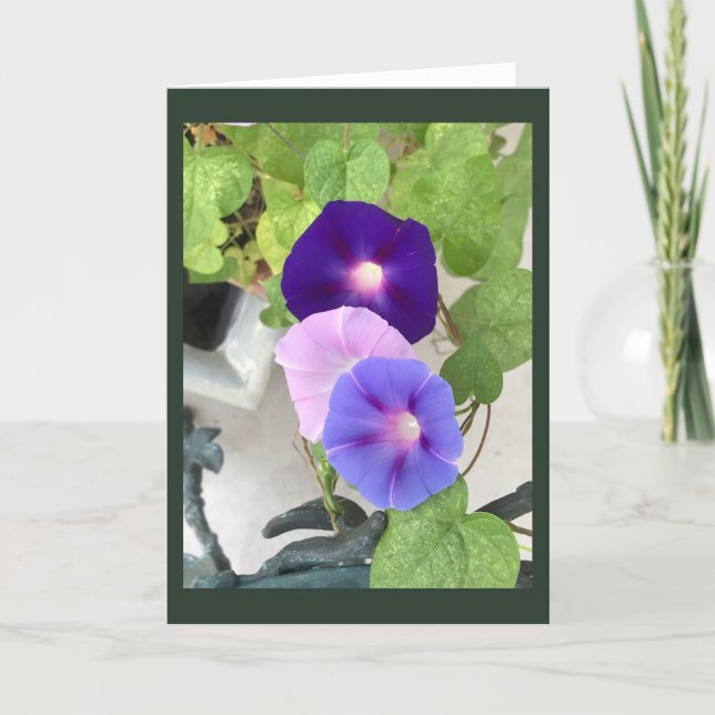 Morning Glory Trio tom kort  (Framsida)
