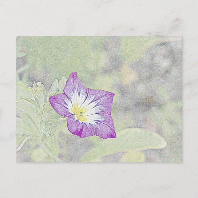 morning glory vykort (Framsida)
