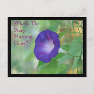 morning glory vykort