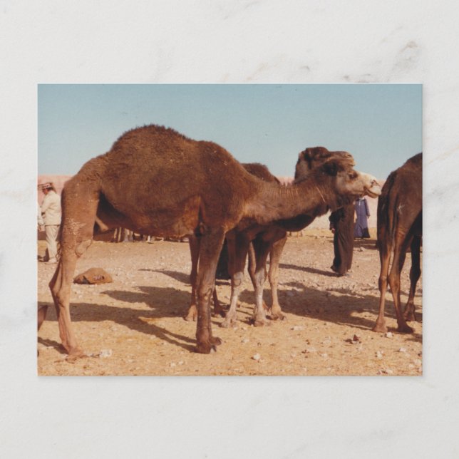 Moroccan Camel vycard Vykort (Framsida)