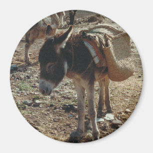 Moroccan Mule Magnet