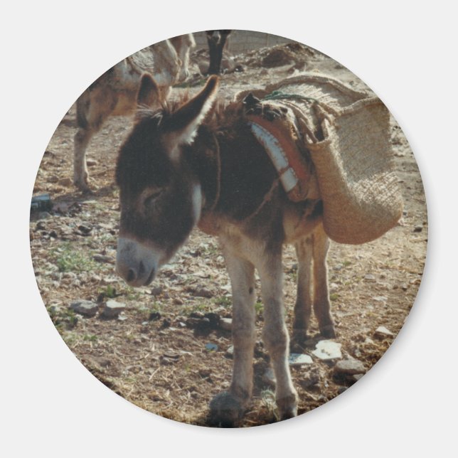 Moroccan Mule Magnet (Framsidan)