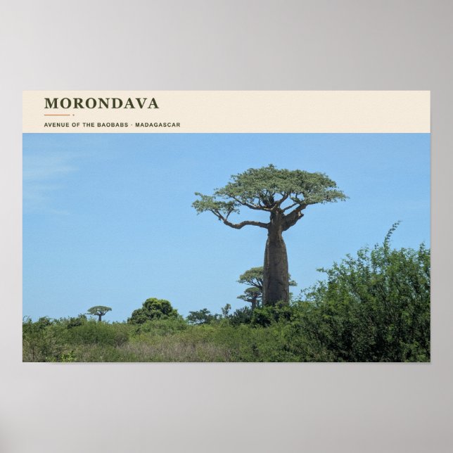 Morondava Avenue of the Baobabs Poster (Framsidan)