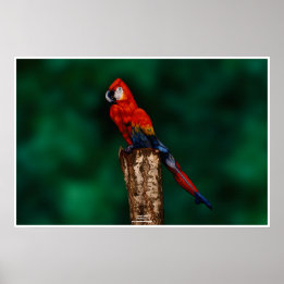 Morot av Johannes Stötter Poster