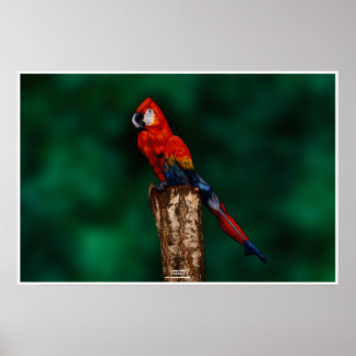 Morot av Johannes Stötter Poster