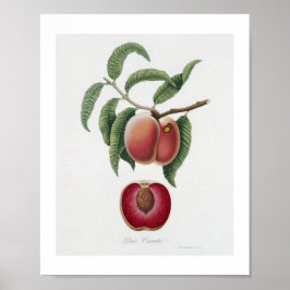 Morot Persika (Persica carota) från Pomona Italian Poster