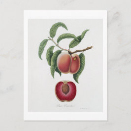 Morot Persika (Persica carota) från Pomona Italian Vykort