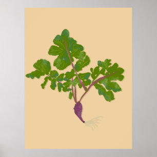 Morot Rödbetor Kålrot Växter Trädgårdsskötsel Poster