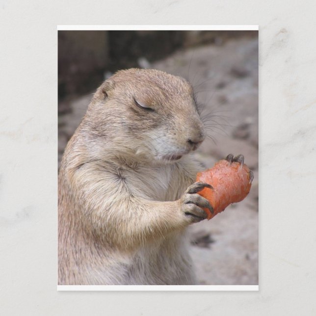 Morot Vykort (Framsida)