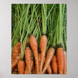 Morötter Poster