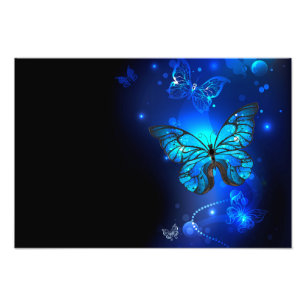 Morpho Butterfly i Mörkens bakgrund Fototryck
