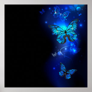 Morpho Butterfly i Mörkens bakgrund Poster