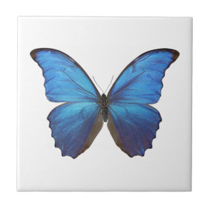 MORPHO DIDIUS D KAKELPLATTA