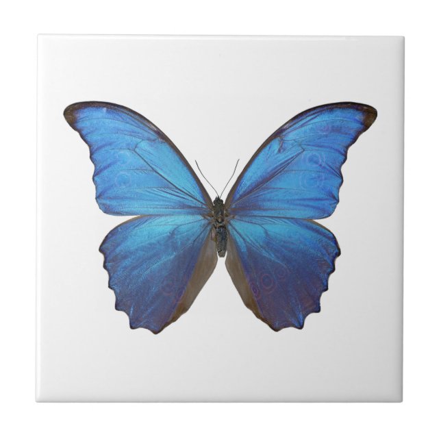MORPHO DIDIUS D KAKELPLATTA (Framsidan)
