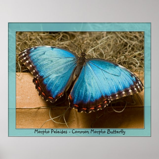 Morpho Peleides - Common Morpho ... Poster (Framsidan)