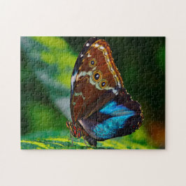 Morpho Peleides Fjäril. Pussel