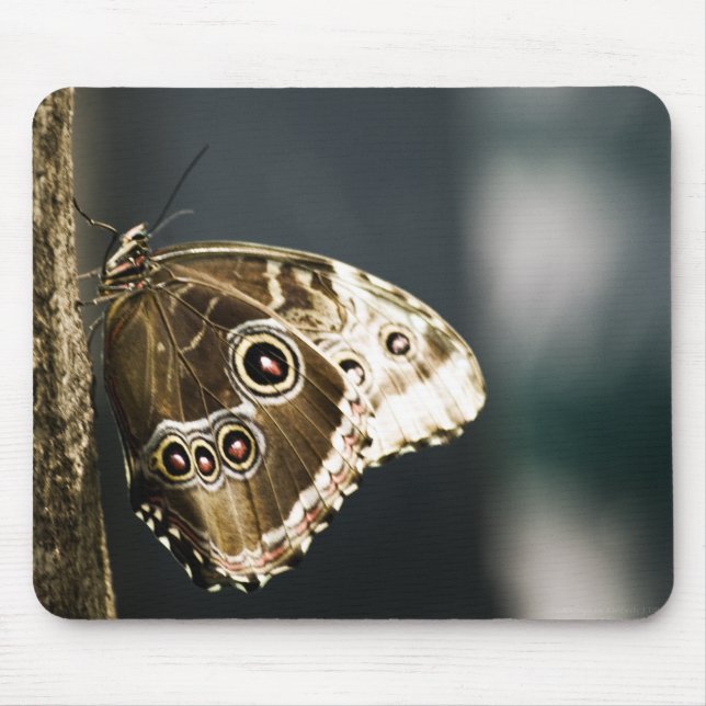 Morpho peleides Mousepad Musmatta (Framsidan)