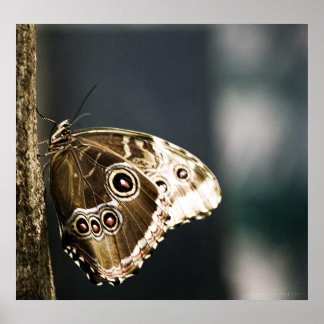 Morpho peleides Skriv ut Poster (Framsidan)